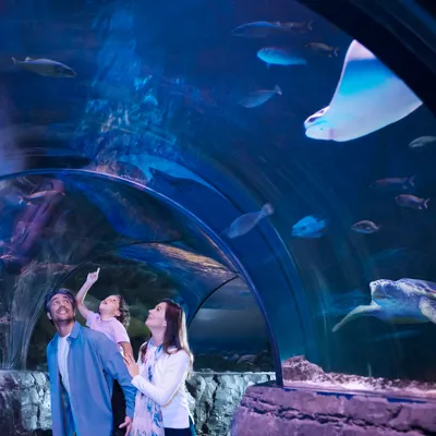 Tunnel Family | SEA LIFE Aquarium