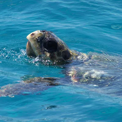 Sea Turtle | SEA LIFE Aquarium
