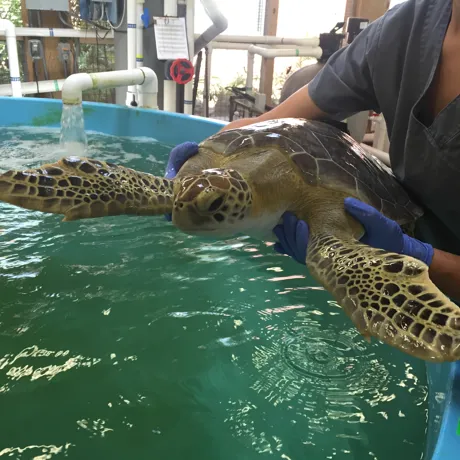 Turtle Rehabilitation Center And Benson | SEA LIFE Michigan Aquarium