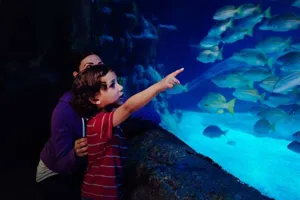 Harbor Exhibit | SEA LIFE Michigan Aquarium