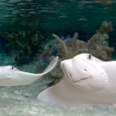 Stingray Bay