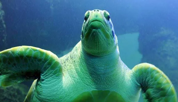 Sea Turtle | SEA LIFE Michigan Aquarium
