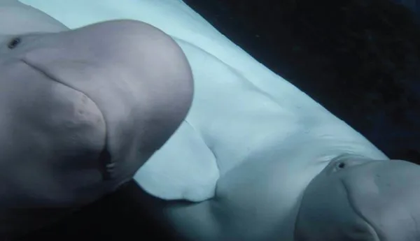 Beluga Whale Sanctuary | SEA LIFE Arizona