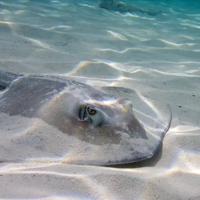 Stingray at SEA LIFE | SEA LIFE Aquarium