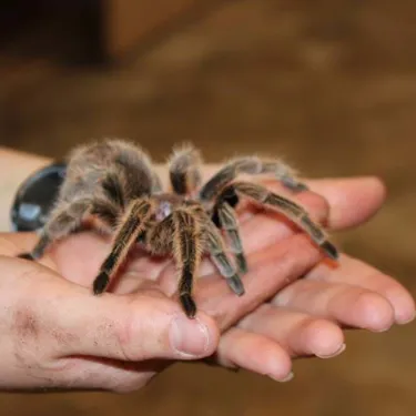 Tarantula | SEA LIFE Arizona Aquarium