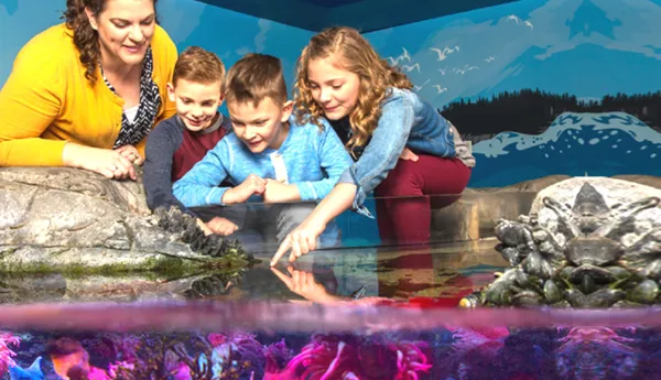 Touchpool | SEA LIFE Aquarium