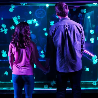 Jellyfish | SEA LIFE Aquarium