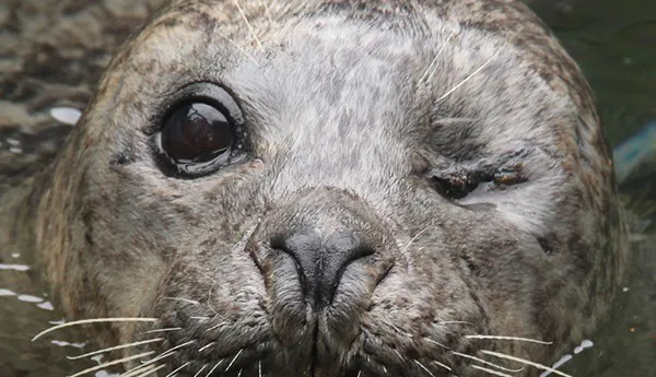 Seal | SEA LIFE Arizona